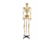 Esqueleto 168 cm  flexísivel com suporte. TGD-101-B