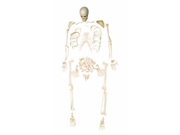 Esqueleto 168cm Desarticulado. TGD-0101-C