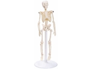 Esqueleto 20 cm (mini esqueleto). TGD-0131