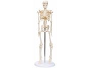 Esqueleto 45cm TGD-0121