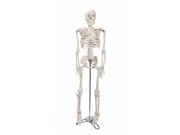 Esqueleto 85cm  TGD-0112